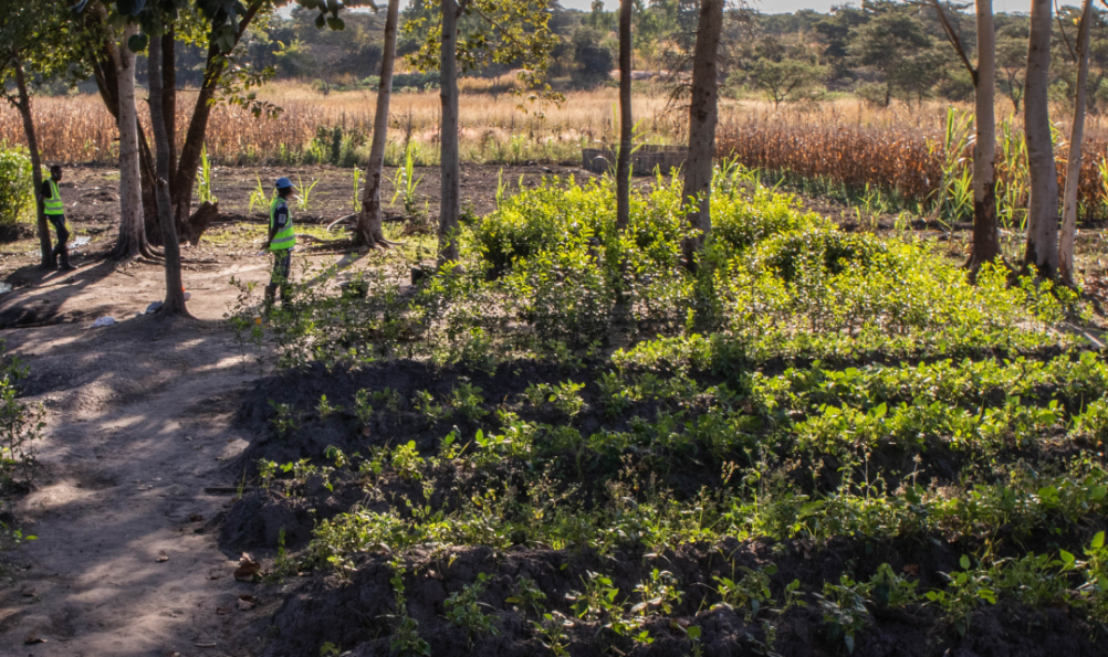 Zambia Copperbelt – Tree planting