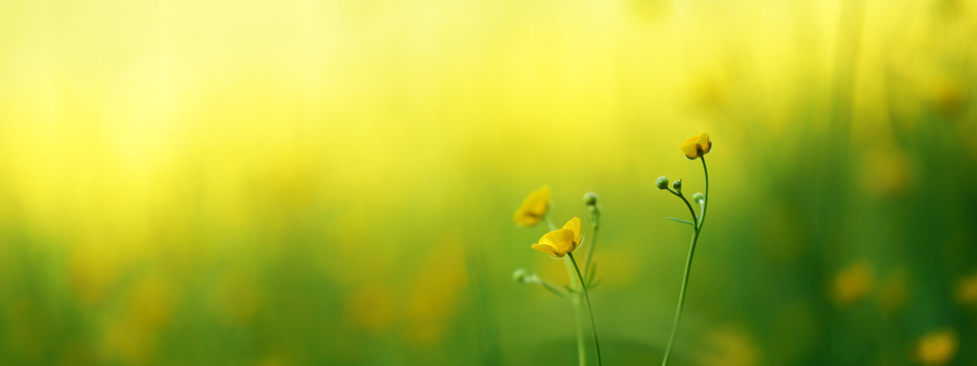 yellow flowers on macro shot